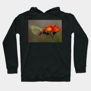 Sulphur butterfly - Algonquin Park, Canada Hoodie